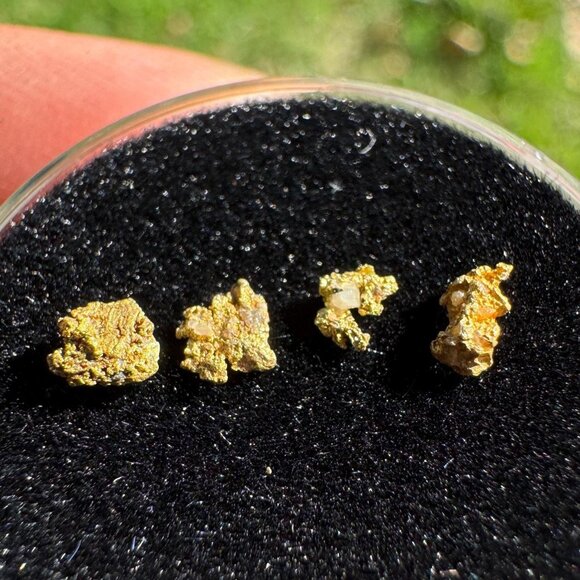 Small Arizona Gold Nuggets in Display Case - 0.15 grams - Picture 1 of 8